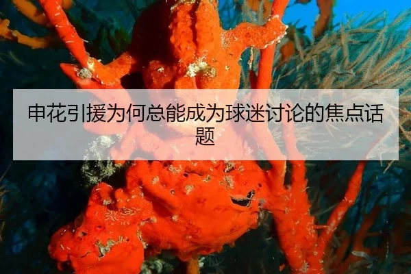 申花引援为何总能成为球迷讨论的焦点话题